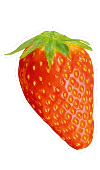 fraise gariguette